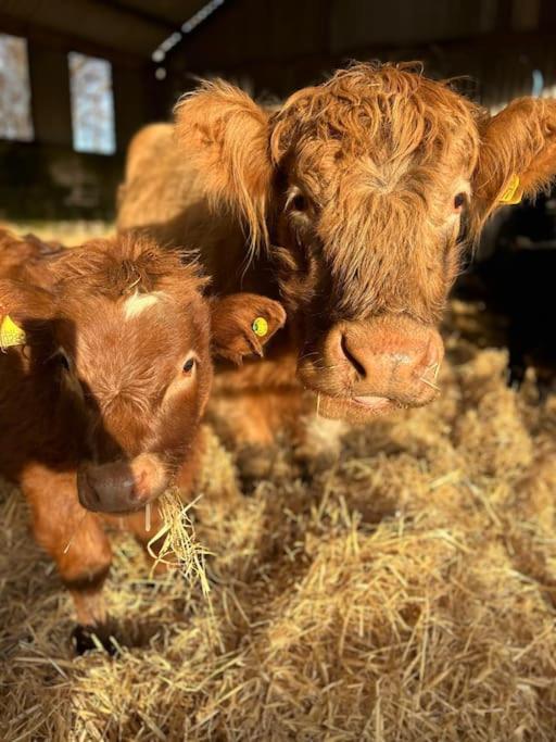 Highland Rural Farm Retreat,Loch Ness, Nc500, Beauly Villa Inverness Eksteriør bilde